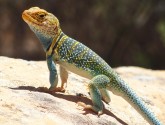 Collared Lizard by Sarah Waterworth