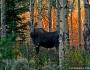 Moose in an aspen grove