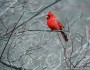 Northern cardinals