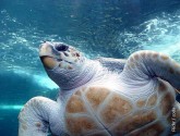 Loggerhead sea turtle. Photo by Damien du Toit.