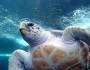 Loggerhead sea turtle. Photo by Damien du Toit.