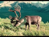 If the Keystone XL pipeline is constructed and tar sands development continues unchecked, some herds of Woodland Caribou could disappear in as little as 30 years. (Photo: U.S. Fish and Wildlife Service)