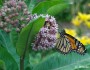 butterfly on flower by JF Bruzan
