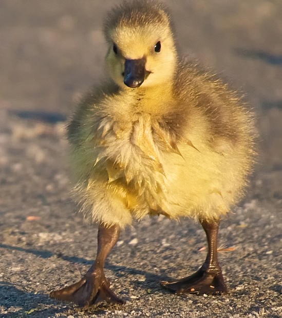 Canadian Geese Goslings