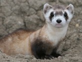Flickr:USFWS/Rocky Mountain-Prairie Region. The black-footed ferret is one of North America's rarest species.