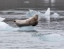 Ringed seal. Credit: Sven Roeder
