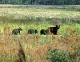 USFWS/Southeast/Flickr