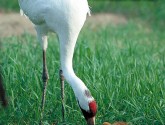 Endangered Whooping Cranes - like this adult with its chick - are one of many species threatened by tar sands pipelines. (US Fish & Wildlife Service)