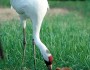 Endangered Whooping Cranes - like this adult with its chick - are one of many species threatened by tar sands pipelines. (US Fish & Wildlife Service)