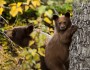 Brown phase black bear cub