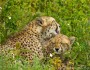 Cheetah mother and cub