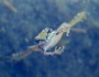 Curious Pacific chorus frog near Tioga Pass in Yosemite
