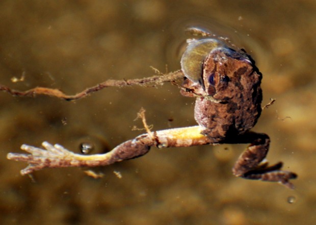 gaylor lake pacific chorus frog
