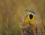 Eastern meadowlark