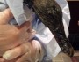 Mallard duck coated in oil, March 2013 (via Arkansas HAWK Center)