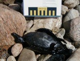 Dead duck covered in oil from Bouchard spill, Buzzards Bay, MA, April 2003 (MA DEP)