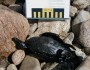 Dead duck covered in oil from Bouchard spill, Buzzards Bay, MA, April 2003 (MA DEP)