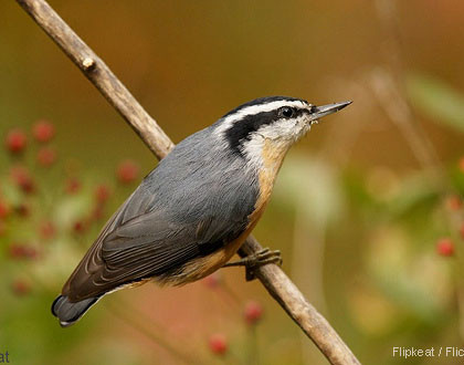 Adult archive - Interesting facts about red breasted nuthatch nuthatch about red Interesting facts breasted