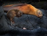 Sea lion and pup sleeping on rocks of Galapagos Islands. Photo by Robert Miller.