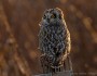 Short-eared owl