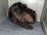 One of six beavers caught in an oil spill at a Utah state park rests at a wildlife center. Photo by the Wildlife Rehabilitation Center of Northern Utah.