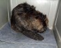 One of six beavers caught in an oil spill at a Utah state park rests at a wildlife center. Photo by the Wildlife Rehabilitation Center of Northern Utah.