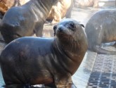 Since January 2013, more than 1,100 California sea lion pups have beached themselves along the coast. Photo:National Marine Mammal Foundation