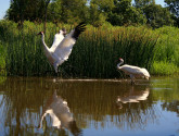 The endangered Whooping Crane is one of many iconic species at risk from tar sands development. (Photo: flickr.com/Naturesfan1226)