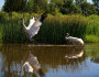 The endangered Whooping Crane is one of many iconic species at risk from tar sands development. (Photo: flickr.com/Naturesfan1226)