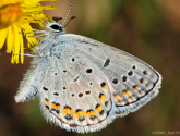 Endangered Karner Butterfly