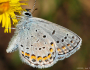 Endangered Karner Butterfly