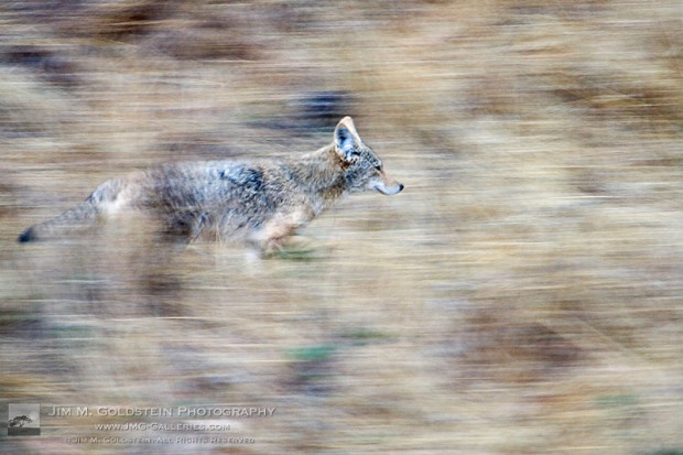 A coyote runs through the hillside blending into his environment.