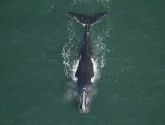 North Atlantic Right Whale (flickr/MyFWC Research)