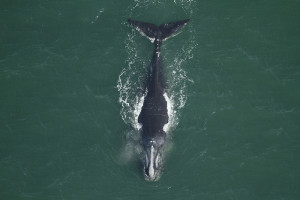 North Atlantic Right Whale (flickr/MyFWC Research)
