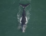 North Atlantic Right Whale (flickr/MyFWC Research)