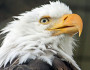 Bald_Image_Rudy_Godoy_Photo_Contest
