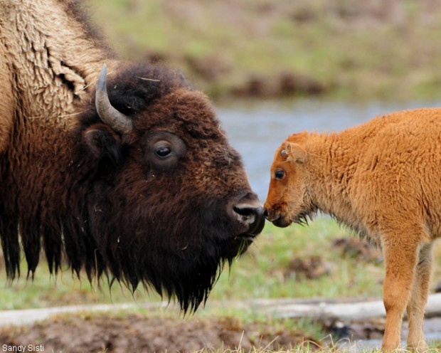 Bison and calf. Photo by Sandy Sisti. National Wildlife Photo Contest donated entry.