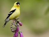 American Goldfinch by Maggie Bond