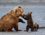 Brown bear cub gets its mother in a muzzle-lock. Photo by Michael Pollack. 2012 National Wildlife Photo Contest entry, Baby Animals category.