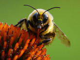 Bumblebee on Coneflower by Josh Mayes