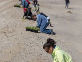 NWF volunteers spent the day planting native grasses to help rebuild dunes devastated by Hurricane Sandy