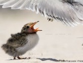 Common tern chick