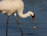 Whopping Crane with Blue Crab