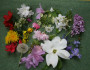 40 flowers from my neighborhood
