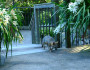 Peter Coyote's wildlife-friendly yard welcomes foxes and other animals. (Photo by Peter Coyote)