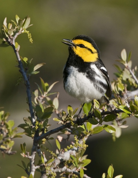 The golden cheeked warbler is a protected species under the Endangered Species Act. Photo by Gail Buquoi, an entrant in the National Wildlife Photo Contest.