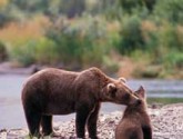 Grizzly bear with cub. Credit: Corbis