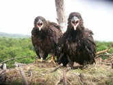 A pair of bald eaglets in West Newbury, MA (MA Energy & Environmental Affairs on Flickr)