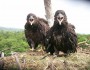 A pair of bald eaglets in West Newbury, MA (MA Energy & Environmental Affairs on Flickr)