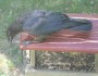 Ameircan crow, national gardening month, certified wildlife habitat